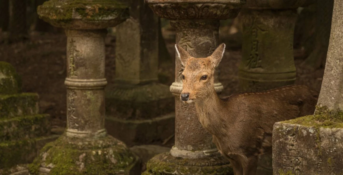 Nara e i Suoi Cervi Sacri: I Luoghi Segreti che Rendono Questa Città Indimenticabile